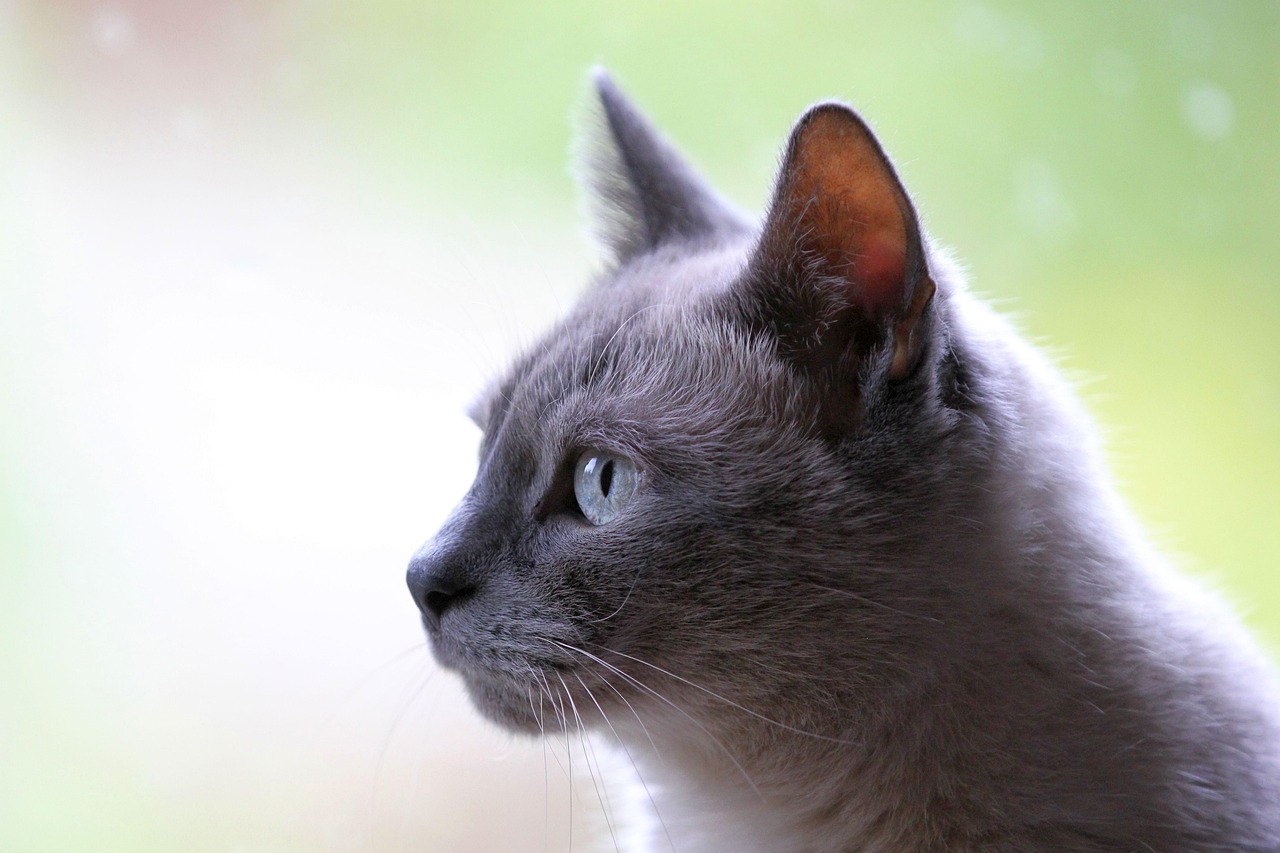 Rescued cats in cages