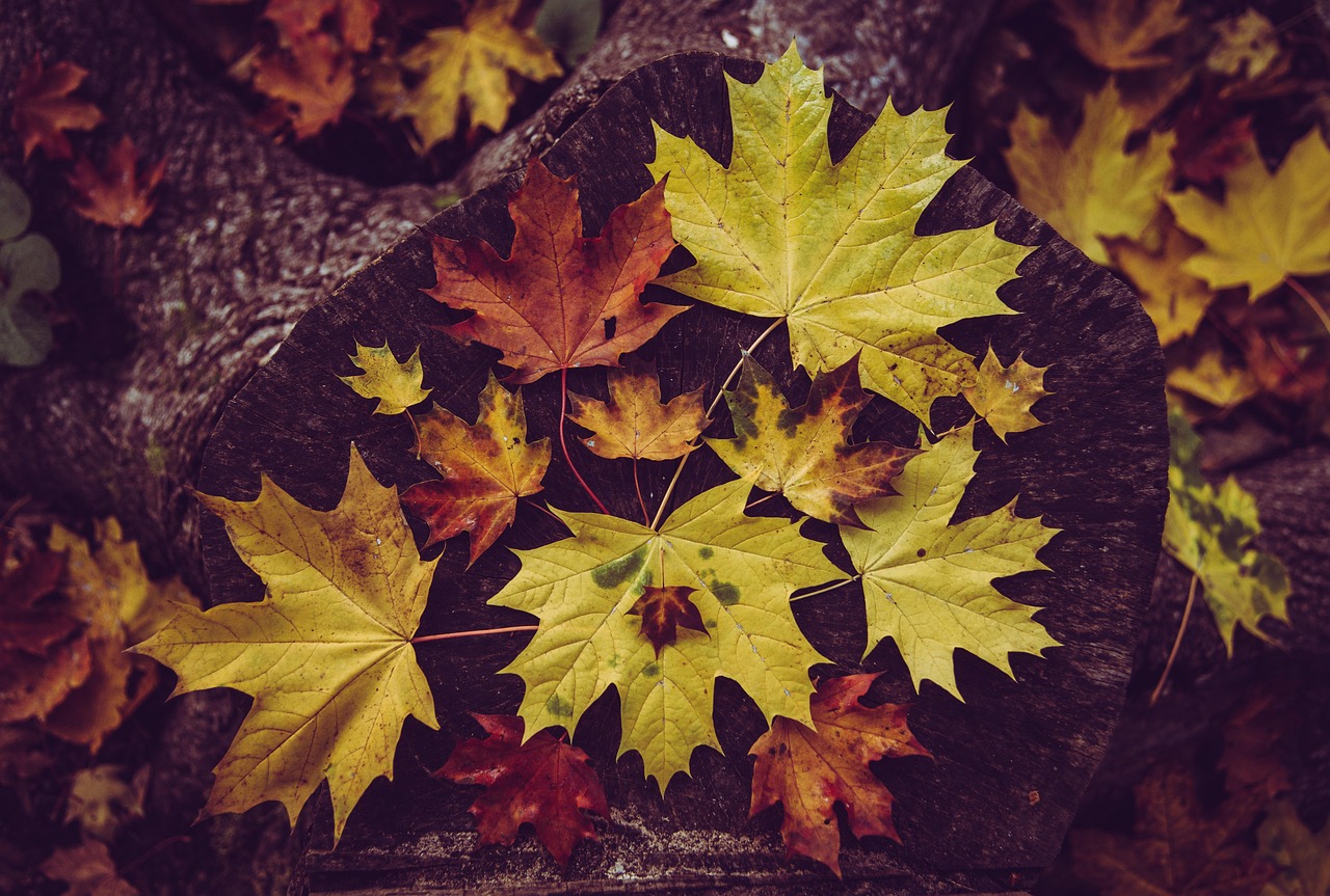 Última fotografía del Indio Solari en su jardín