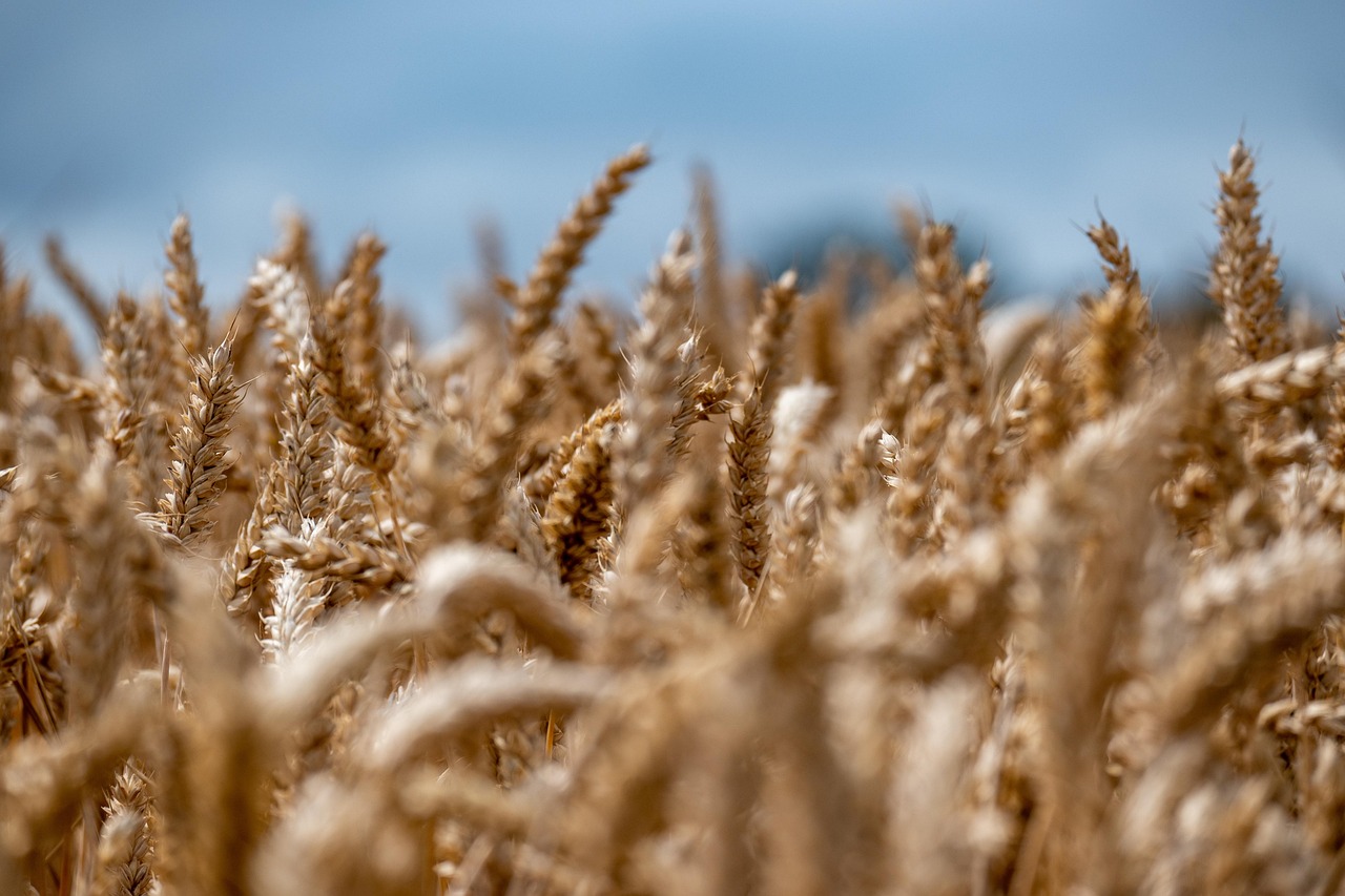 Campos de cultivo argentinos