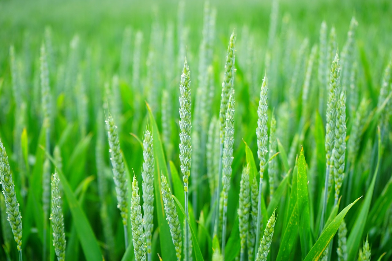Campos dorados de trigo y soja en la pampa argentina
