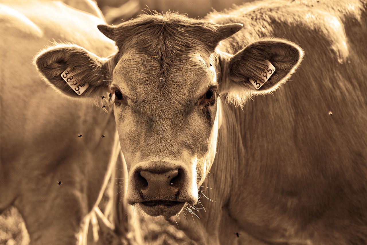 Argentinien erreicht historischen Rekord bei Rindfleisch-Exporten mit 1,8 Milliarden Dollar
