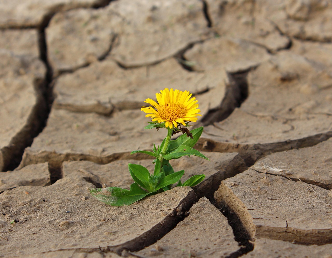 Cerebelo resiliencia cognitiva